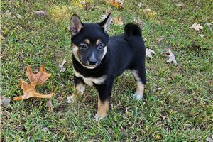 Tovah - Shiba Inu for sale