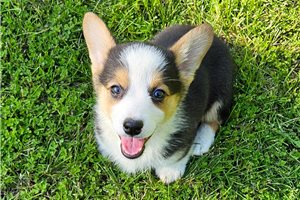 Jazzy - Corgi, Pembroke Welsh for sale