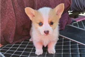 Reagan - Corgi, Pembroke Welsh for sale