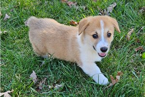 Sisko - Pembroke Welsh Corgi for sale