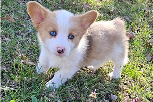 Rosie - Corgi, Pembroke Welsh for sale