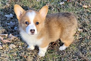 Ophelia - Corgi, Pembroke Welsh for sale