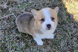 Raya - Corgi, Pembroke Welsh for sale