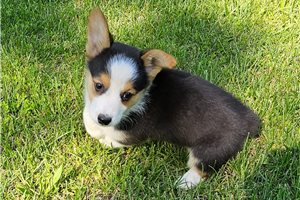 Jazzy - Corgi, Pembroke Welsh for sale