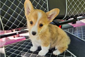 Missy - Corgi, Pembroke Welsh for sale