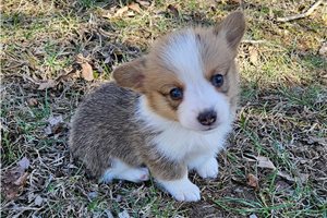 Ricardo - Corgi, Pembroke Welsh for sale