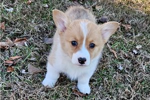 Owen - Corgi, Pembroke Welsh for sale