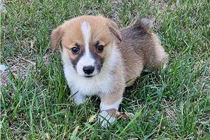 Sisko - puppy for sale