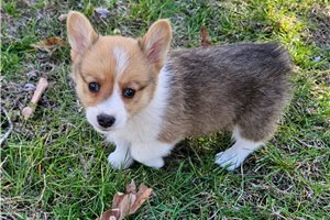 Rudy - Pembroke Welsh Corgi for sale