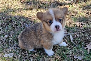 Rylee - Corgi, Pembroke Welsh for sale