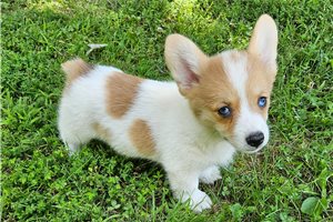 Donna - Pembroke Welsh Corgi for sale