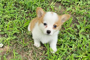 Emerson - puppy for sale