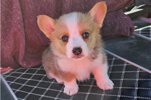 Ricardo - Corgi, Pembroke Welsh for sale