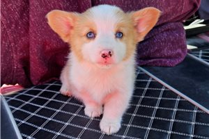 Rosie - Pembroke Welsh Corgi for sale
