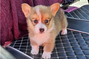 Rylee - Corgi, Pembroke Welsh for sale