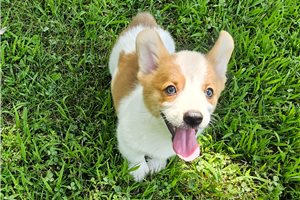 Donald - Pembroke Welsh Corgi for sale