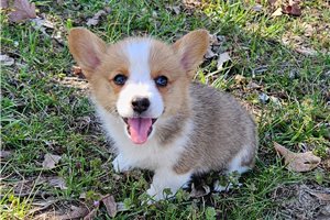Ricardo - Corgi, Pembroke Welsh for sale