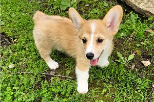 Missy - Corgi, Pembroke Welsh for sale