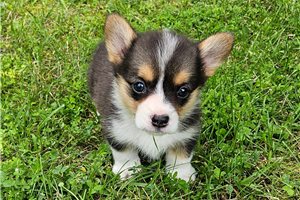 Debbie - Pembroke Welsh Corgi for sale