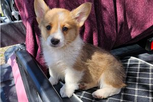 Rudy - Pembroke Welsh Corgi for sale