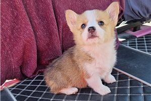 Raya - Pembroke Welsh Corgi for sale