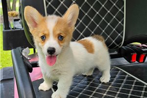 Donna - Corgi, Pembroke Welsh for sale