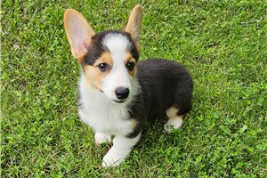 Jazzy - Corgi, Pembroke Welsh for sale