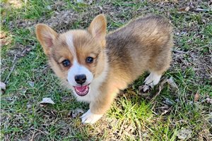 Rylee - Pembroke Welsh Corgi for sale
