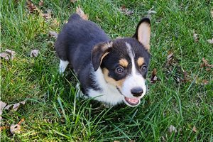 Skip - Pembroke Welsh Corgi for sale