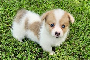 Donnie - Corgi, Pembroke Welsh for sale
