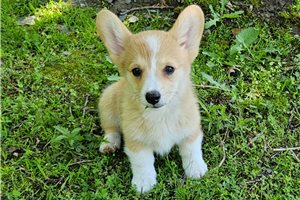 Missy - Pembroke Welsh Corgi for sale