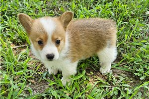 Erik - Corgi, Pembroke Welsh for sale