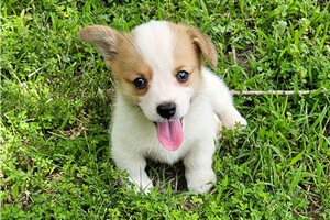 Donald - Corgi, Pembroke Welsh for sale