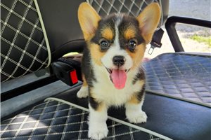 Debbie - Corgi, Pembroke Welsh for sale