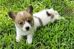 Easton - puppy for sale