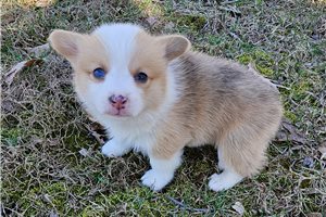 Reagan - Corgi, Pembroke Welsh for sale