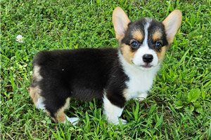 Debbie - Pembroke Welsh Corgi for sale