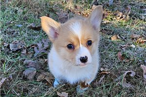 Oliver - Corgi, Pembroke Welsh for sale
