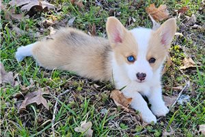 Reagan - Corgi, Pembroke Welsh for sale
