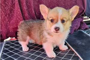 Rudy - Corgi, Pembroke Welsh for sale