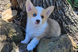 Reagan - Pembroke Welsh Corgi for sale