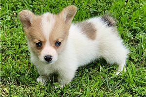 Donna - Pembroke Welsh Corgi for sale