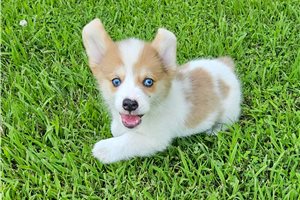 Donnie - Pembroke Welsh Corgi for sale