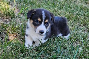 Skip - Pembroke Welsh Corgi for sale