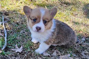 Rudy - Corgi, Pembroke Welsh for sale