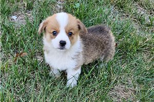 Sitka - puppy for sale
