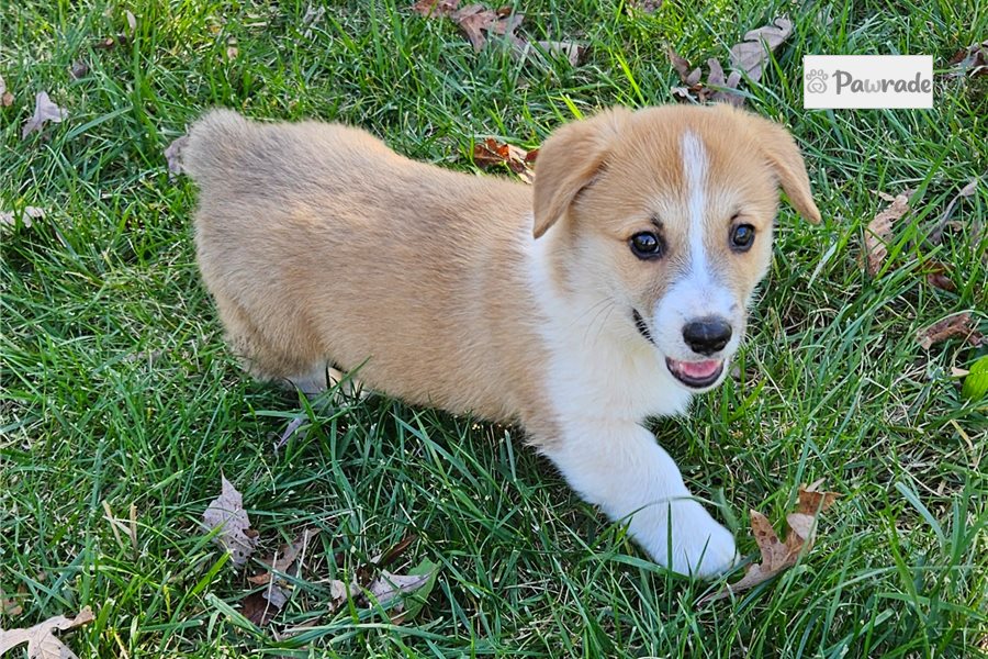 Sisko - Pembroke Welsh Corgi for sale