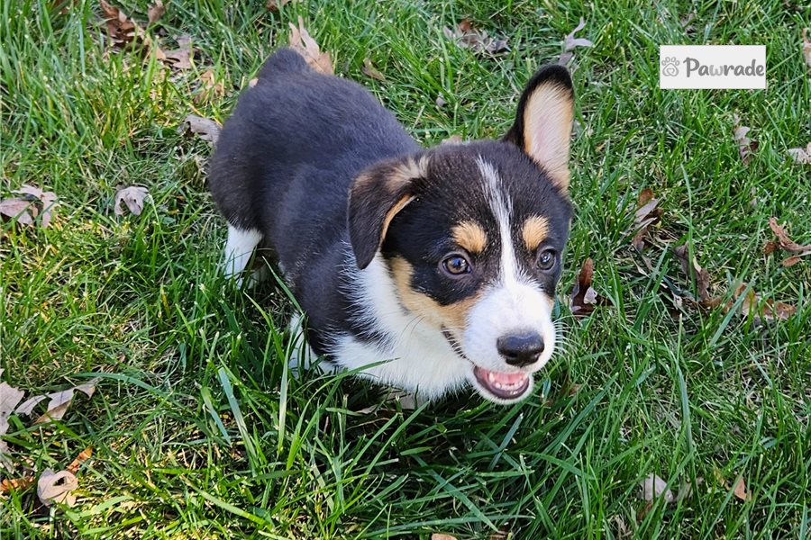 Skip - Pembroke Welsh Corgi for sale