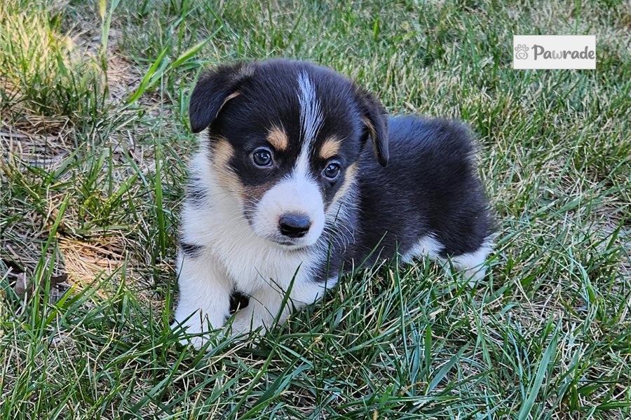 Skip, male Pembroke Welsh Corgi puppy for sale