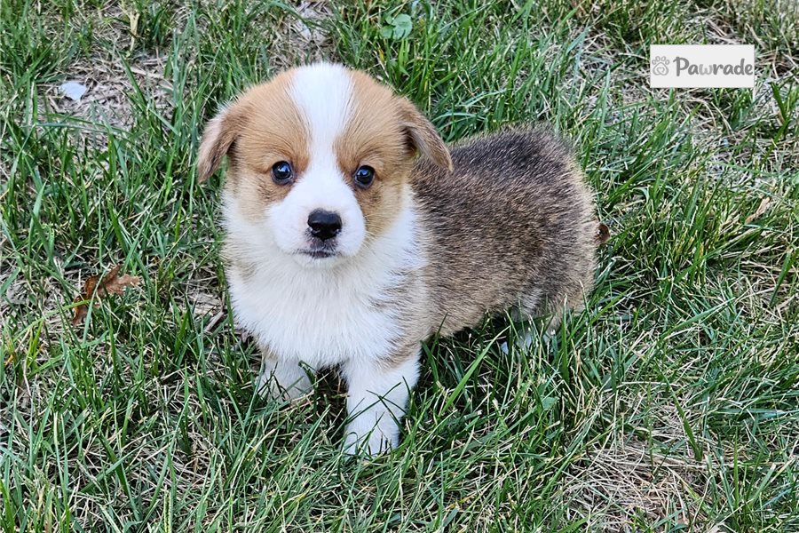 Sitka, male Pembroke Welsh Corgi puppy for sale